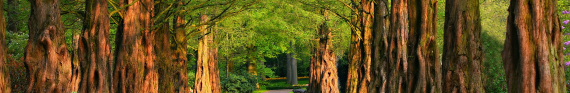 Photo of tree lined path for category Outdoors