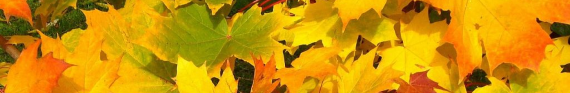 Photo of autumn leaves for category Seasonal