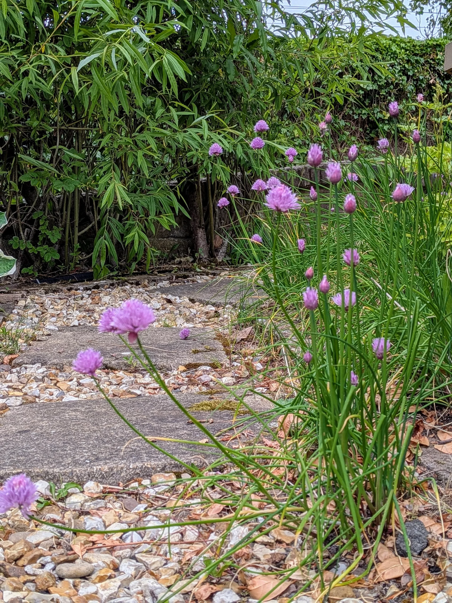 Guy Ballantyne garden design Guy Ballantyne garden design